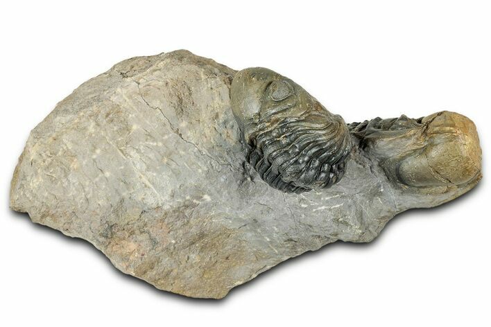 Colorful Crotalocephalina Trilobite with Enrolled Reedops #327547